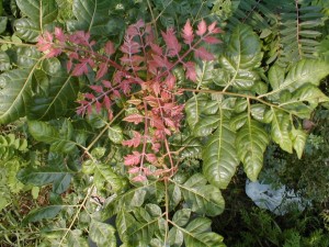 golden rain tree