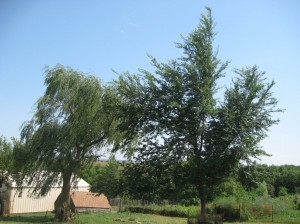 Green-King-Elm-Shade-Tree