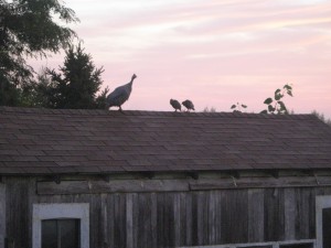 Guinea-Fowl-Keet