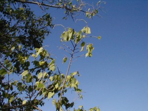 Common Hackberry