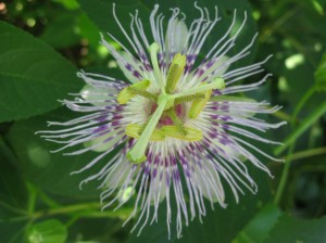 Hardy-Passionflower