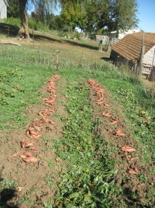 Harvesting-Sweet-Potatoes