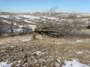 Hinge-Cutting-Elm