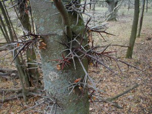 Honey Locust