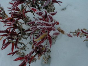 snow hot peppers