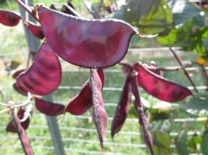 Hyacinth-Bean