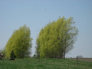 Hybrid-Willow-Yellow-Flowers