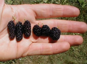 Illinois everbearing mulberry