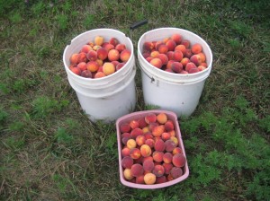 Iowa-Peaches