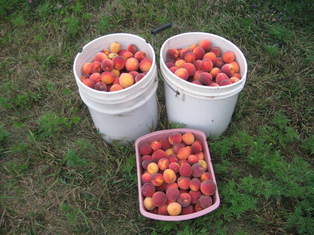 Iowa-Peaches.jpg