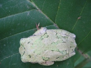 Iowa-Tree-Frog