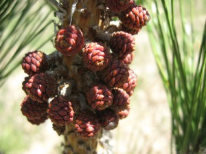 Japanese-Black-Pine-Cones