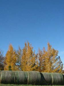 Japanese-Larch-2013