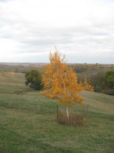 Japanese-White-Birch