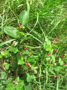 Juneberries