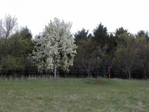 Kieffer Pear Flowering