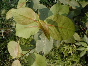 populus koreana