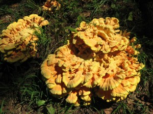 Laetiporus-Sulphureus