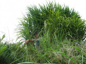 Large-Grasses
