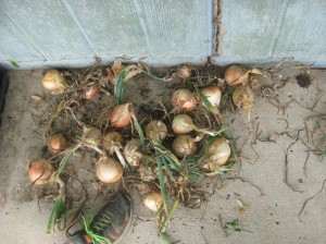 Large-Sweet-Onions