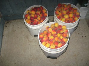 Largest-Peach-Harvest