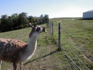 Llama Apples