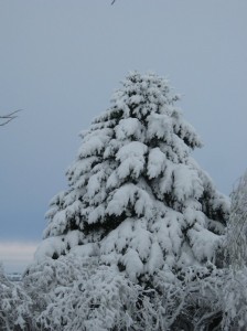 May-Snow-Spruce