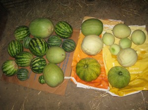 Melon-Harvest