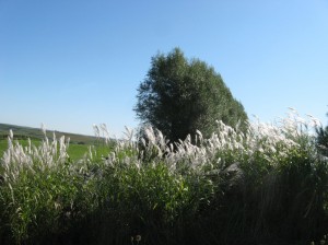 Miscanthus-Plumes