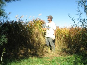 Miscanthus-Robustus