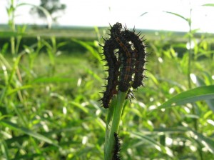 Mourning-Cloak-Caterpillar