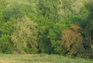 Mulberry-Fruit-Trees