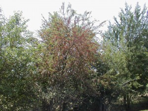 white mulberry 