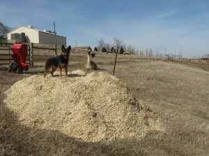 Mulch-Pile