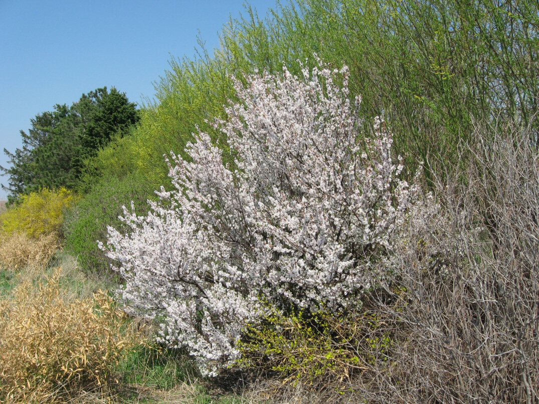 Nanking-Cherry-Flowering.jpg