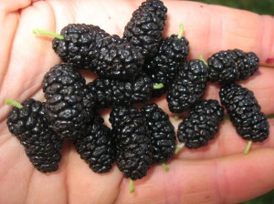 Northrop-Mulberry-Fruit