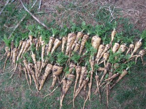 Parsnip-Harvest