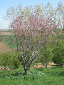 Peach-Tree-Flowering