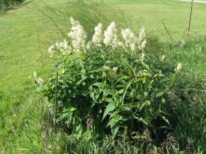 Persicaria-Polymorpha