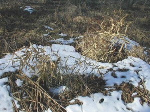 Phyllostachys-Nuda-Iowa-Winter