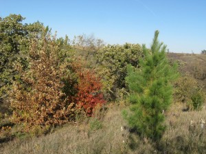 Pitch-Loblolly-Hybrid-Pine