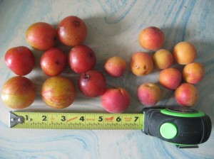 Plum-Apricot