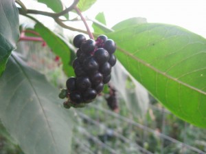 Pokeweed-Fruit