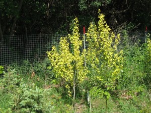 Poplar-Yellow-Leaves-Flower