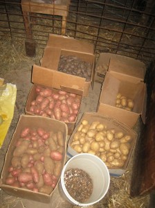 Potato-Harvest