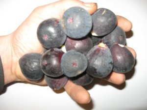 Potted-Fig-Fruit