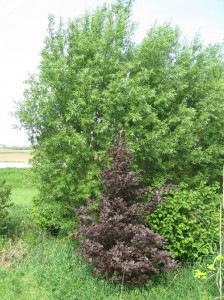 Purple-European-Beech