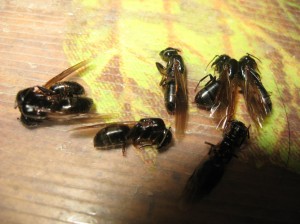 Queen-Ants