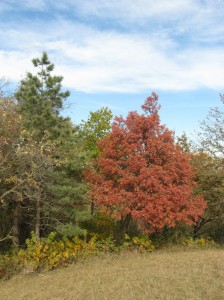 Quercus-Alba-Fall-Color
