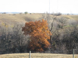 Red-Oak-Alone